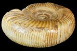 Jurassic Ammonite (Perisphinctes) Fossil - Madagascar #163135-2